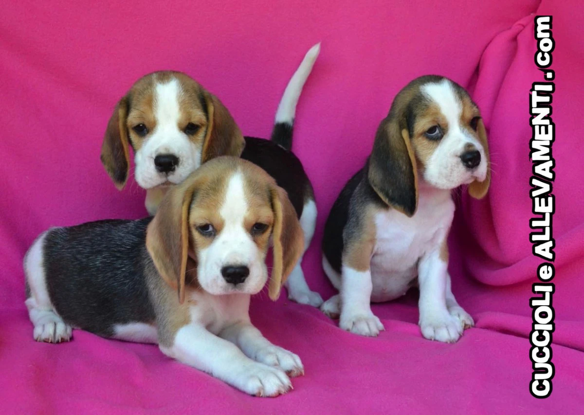 Beagle - Cuccioli Allevamento ric. Enci | Foto 3