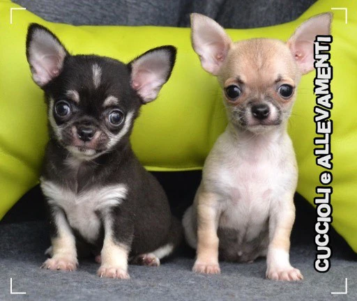 Chihuahua cuccioli - Allevamento ric. Enci | Foto 4