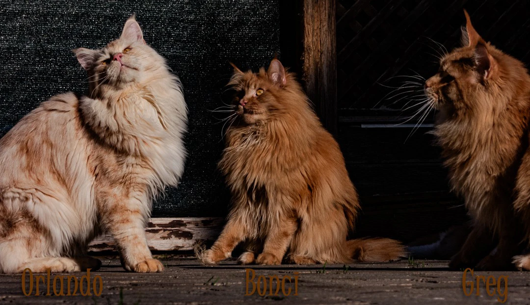 maine coon red siver | Foto 7