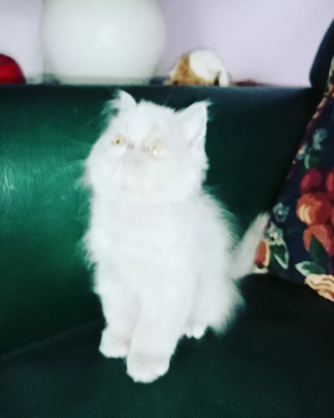 Gattini persiani pura razza  | Foto 7