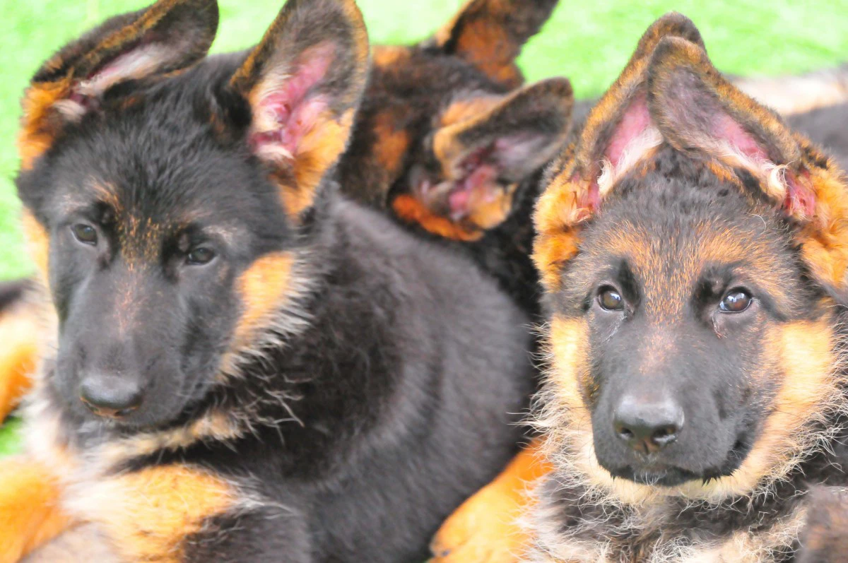 Splendidi cuccioli di Pastore Tedesco | Foto 2
