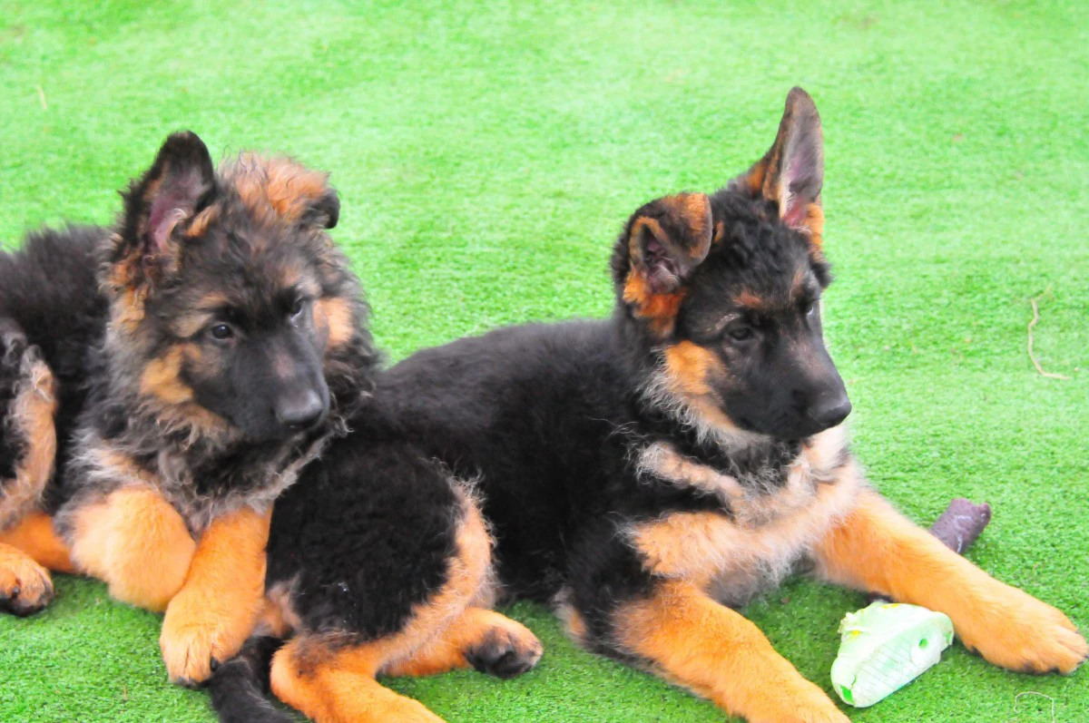Splendidi cuccioli di Pastore Tedesco | Foto 5