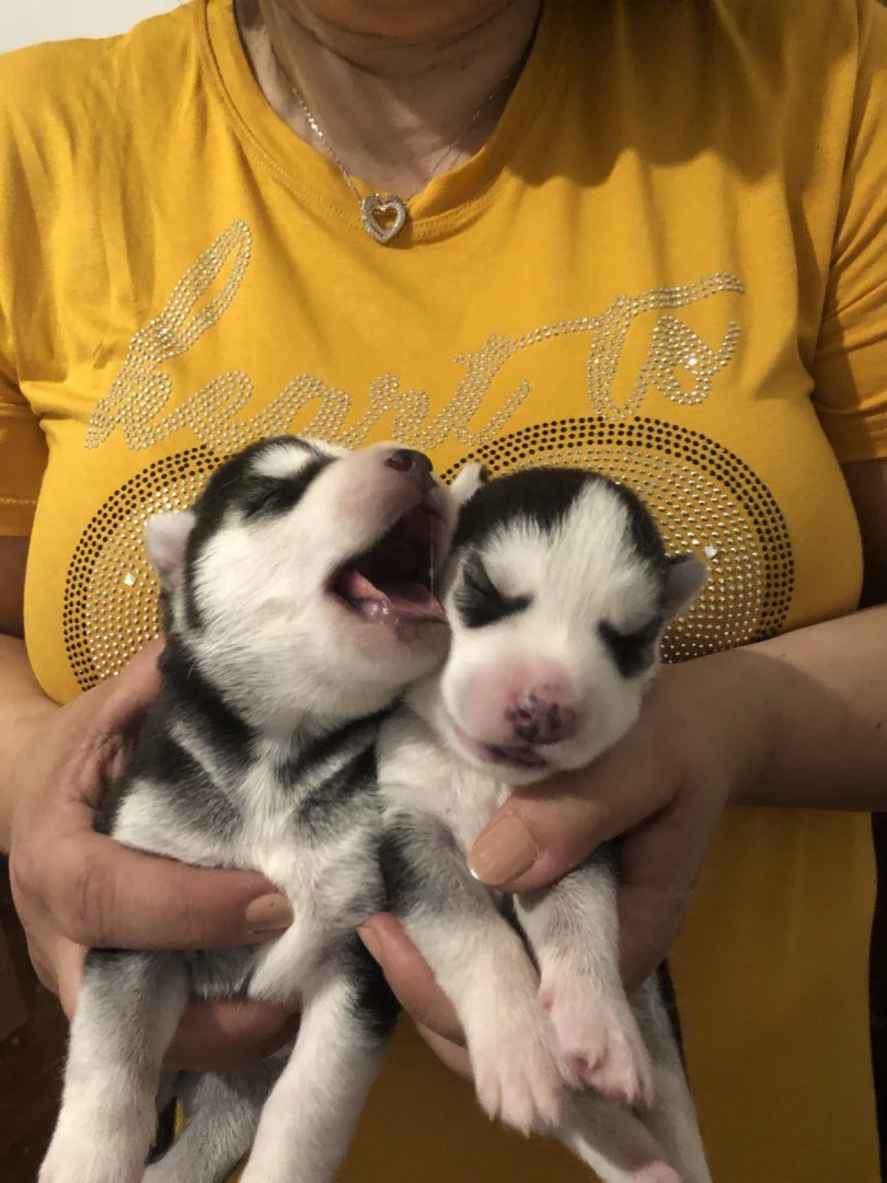 Cuccioli di Siberian Husky con occhi azzurri e Pedigree ENCI | Foto 1
