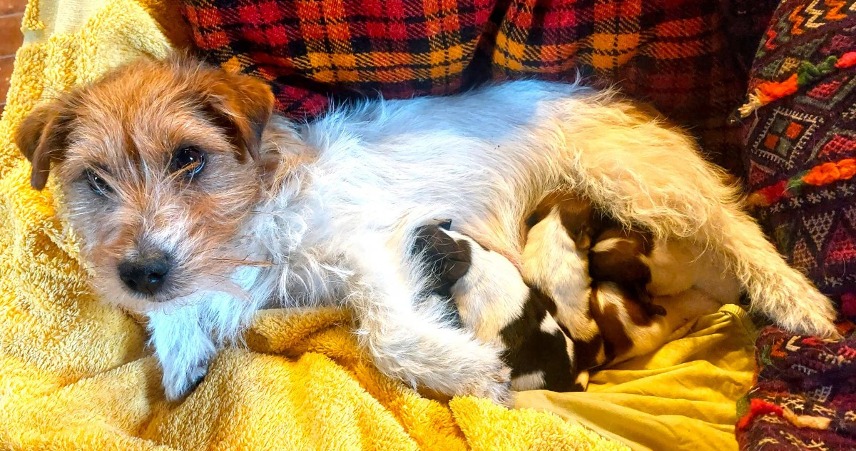 Cuccioli di Jack Russell, disp | Foto 7