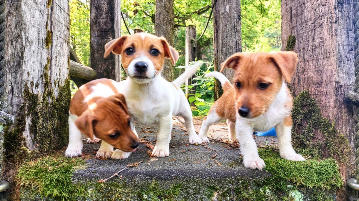 Cuccioli di Jack Russell, disp | Foto 8