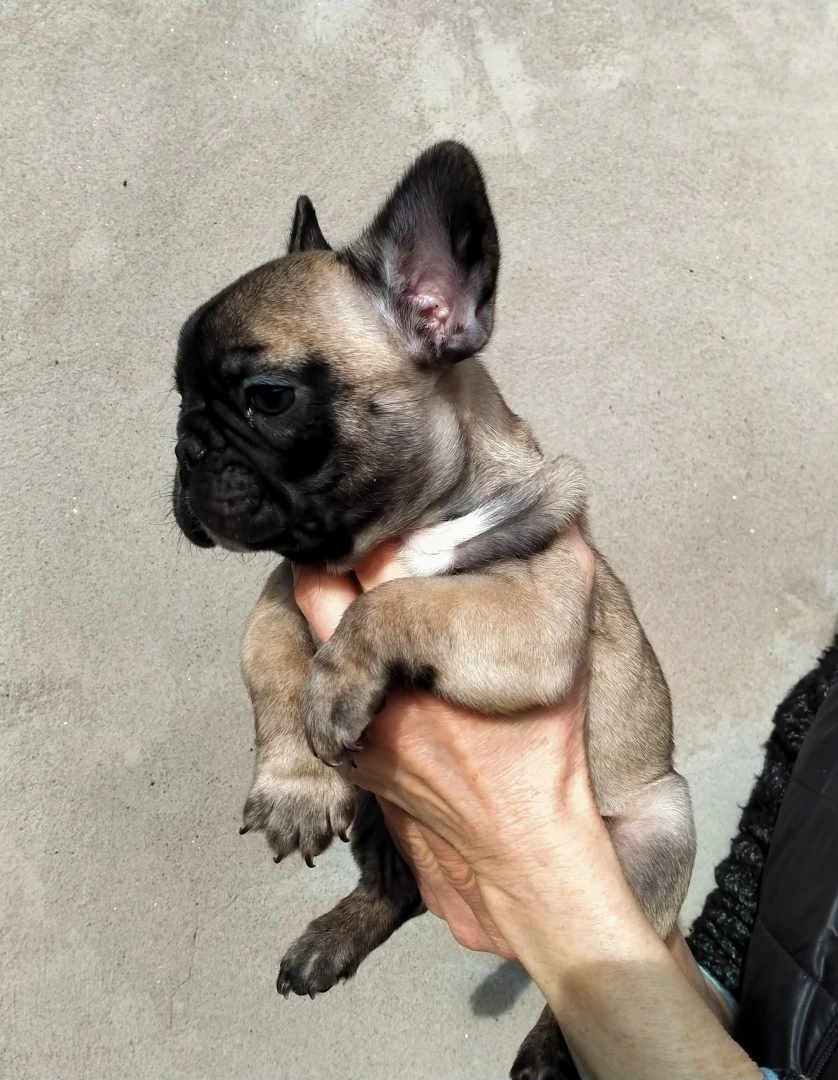BOULEDOGUE/Bulldog FRANCESE  | Foto 4