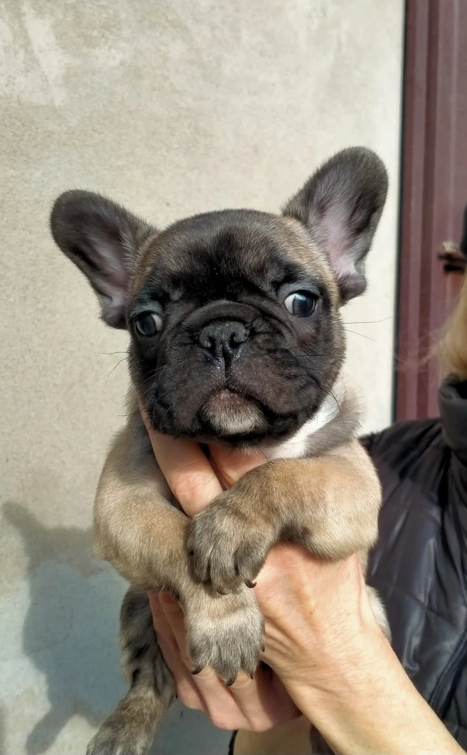 BOULEDOGUE/Bulldog FRANCESE  | Foto 1