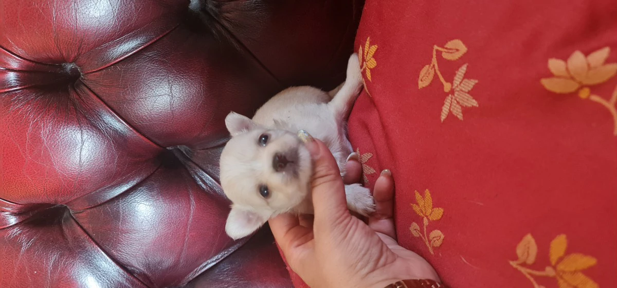 Chihuahua  | Foto 1