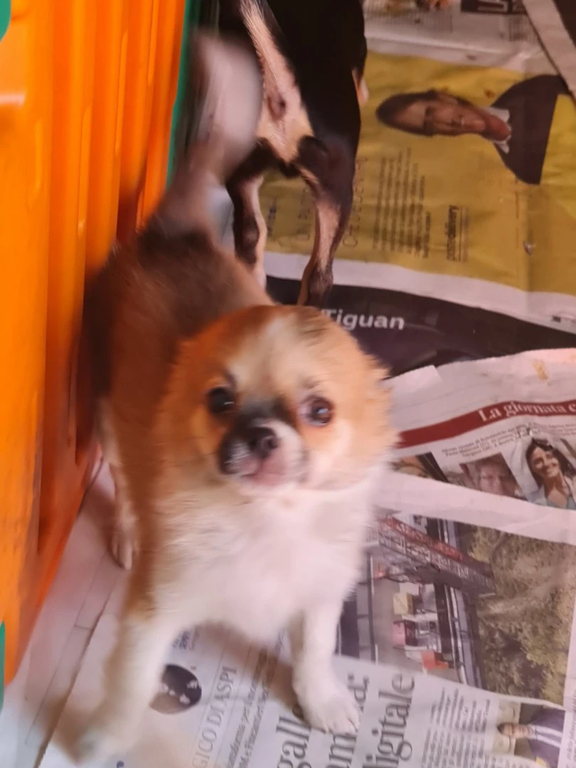 Chihuahua  | Foto 2