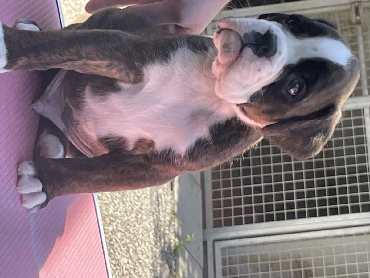 Cuccioli Boxer | Foto 6