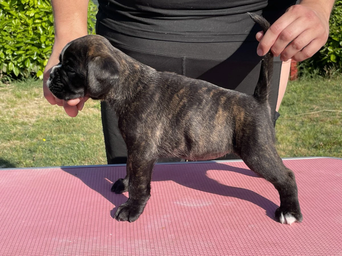 Cuccioli Boxer | Foto 7