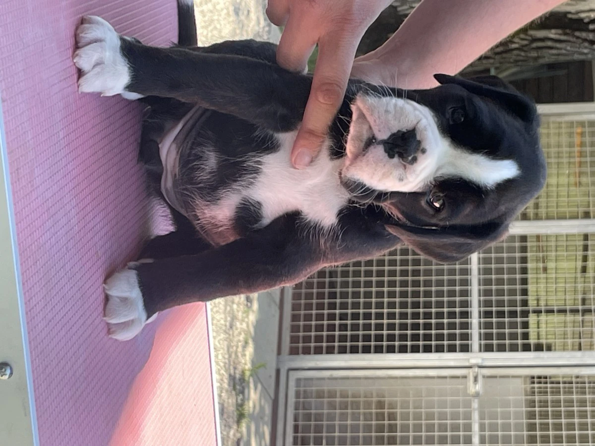 Cuccioli Boxer | Foto 5