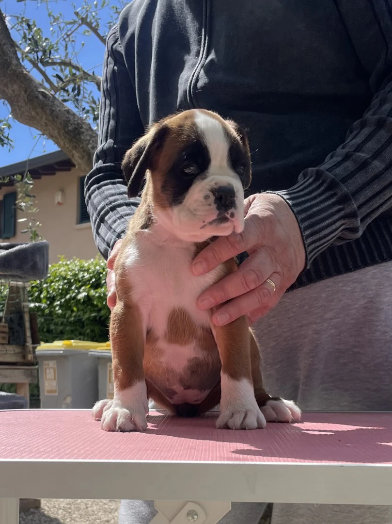 Cuccioli Boxer | Foto 1