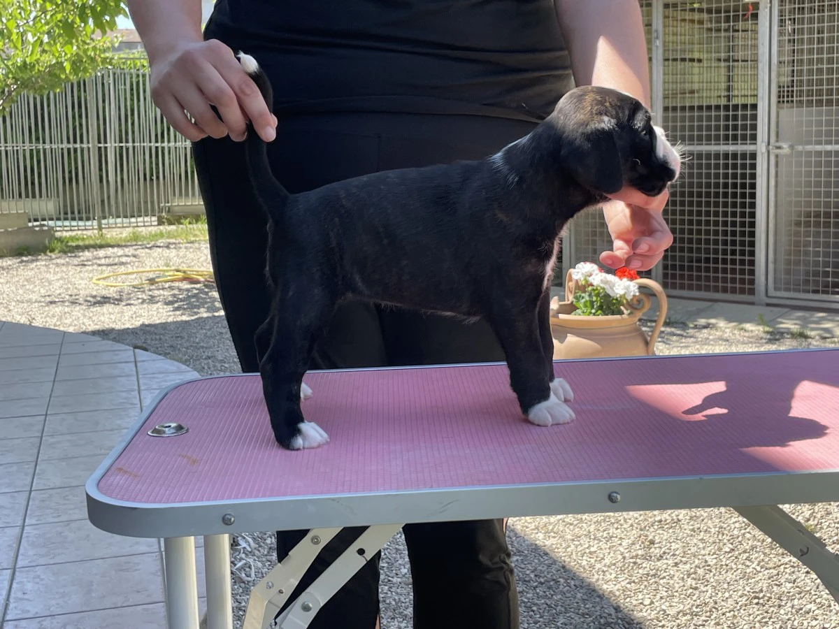 Cuccioli Boxer | Foto 4