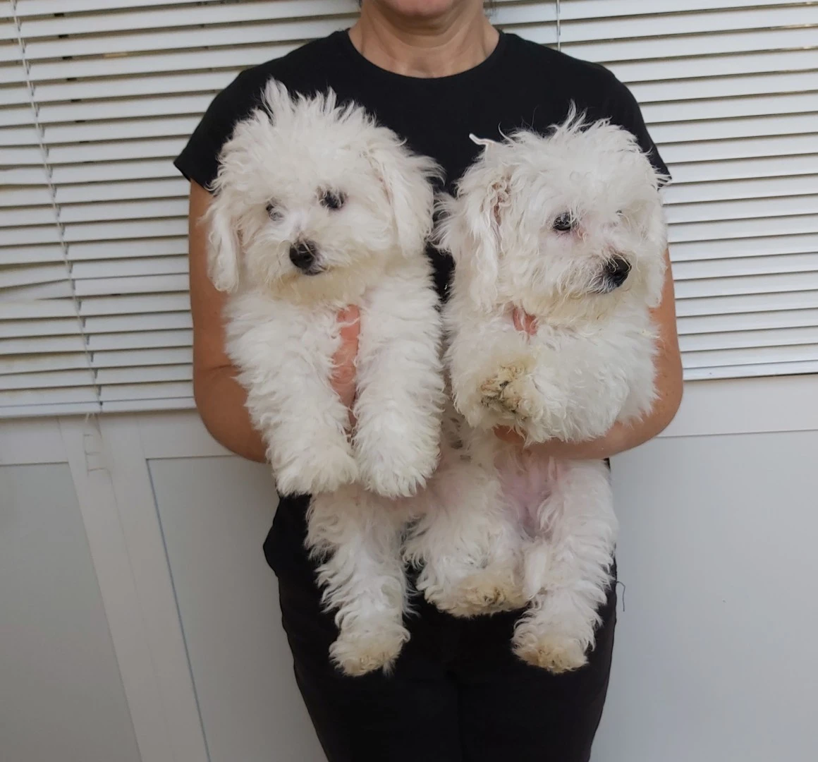 Bichon à pòil frisè  | Foto 2