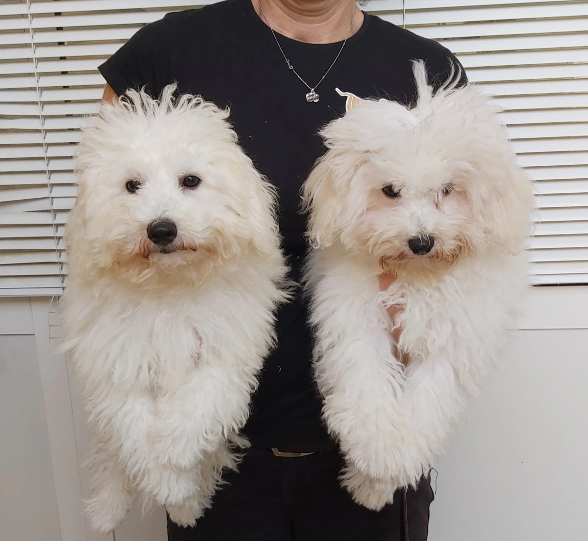 Bichon à pòil frisè  | Foto 1