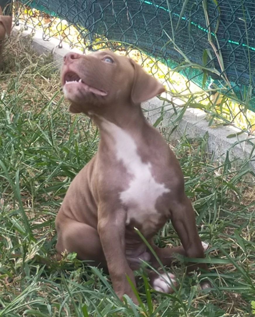 Cuccioli di Pitbull Red Nose | Foto 1