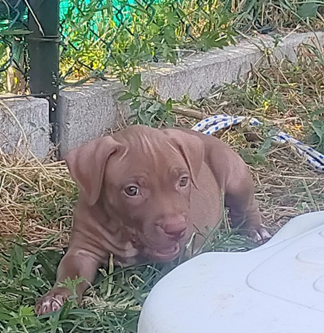 Cuccioli di Pitbull Red Nose | Foto 3