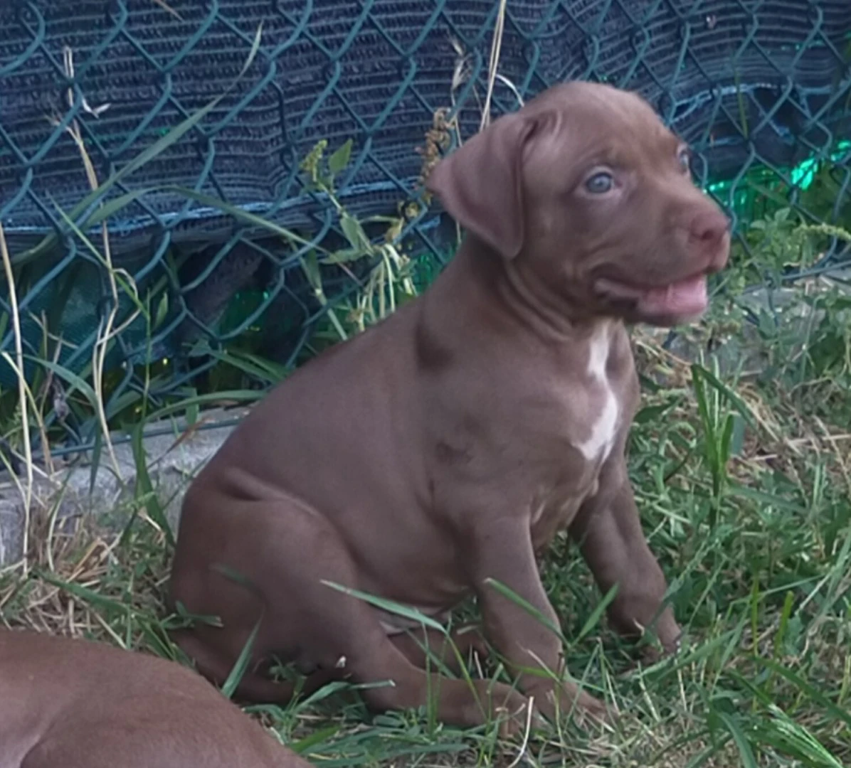 Cuccioli di Pitbull Red Nose | Foto 6