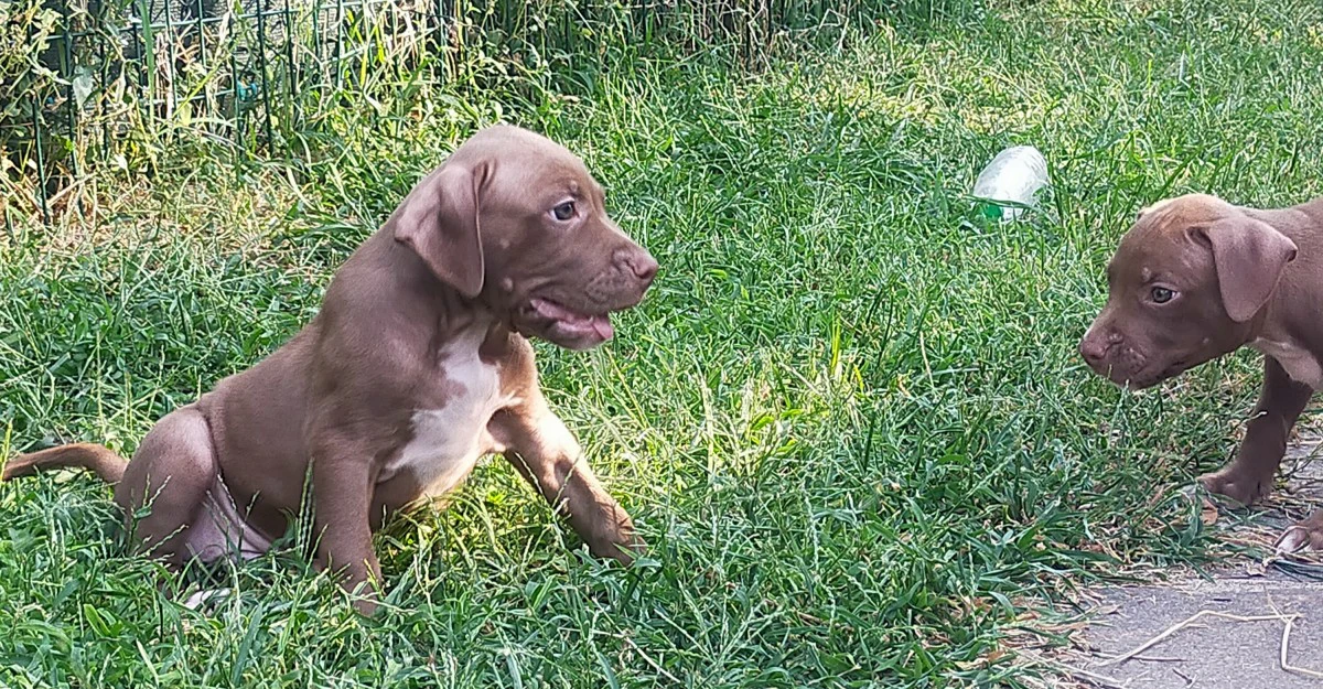 Cuccioli di Pitbull Red Nose | Foto 2