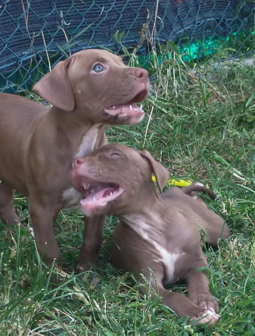 Cuccioli di Pitbull Red Nose | Foto 4