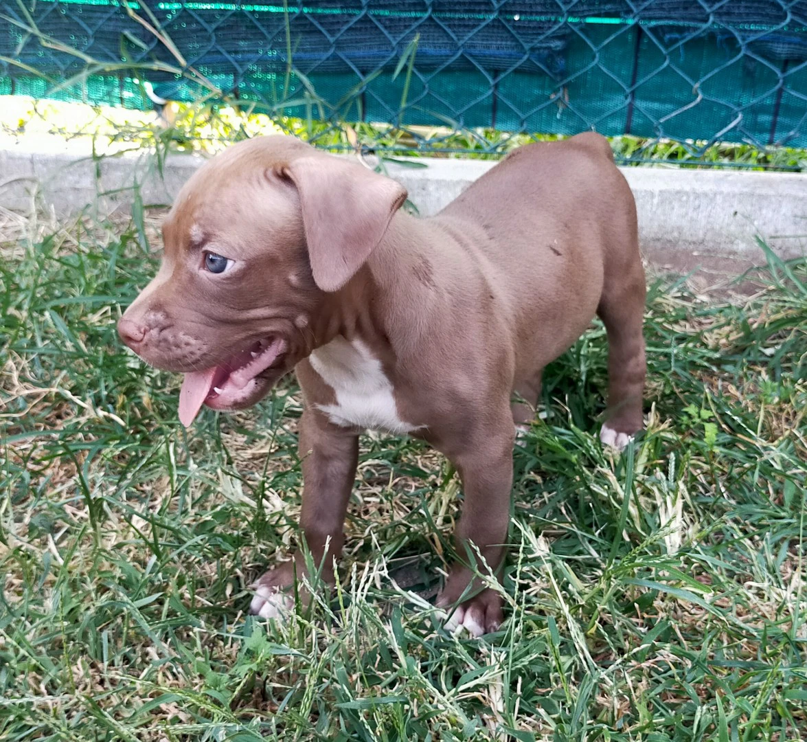 Cuccioli di Pitbull Red Nose | Foto 7