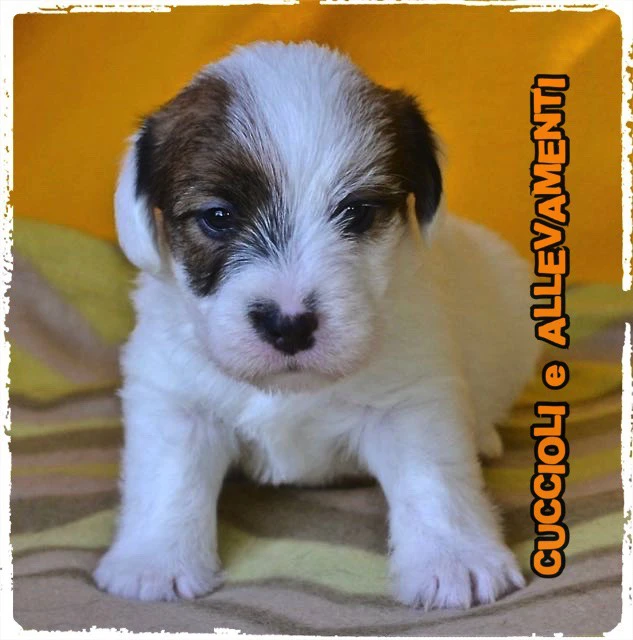 Jack Russell Cuccioli - Allevamento ric. Enci | Foto 1