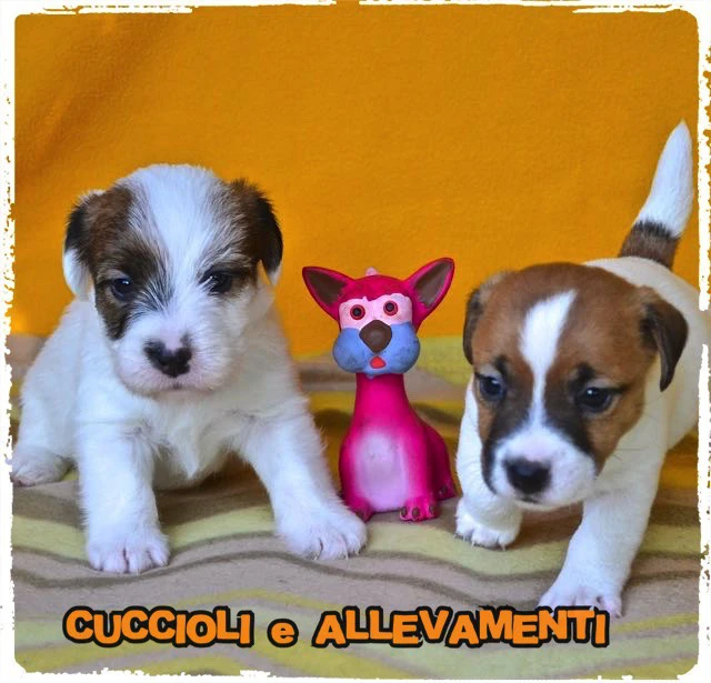 Jack Russell Cuccioli - Allevamento ric. Enci | Foto 7