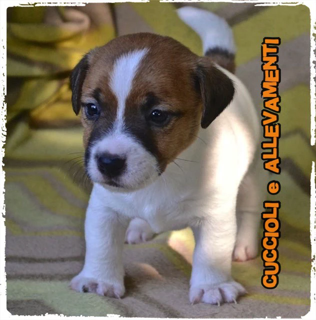 Jack Russell Cuccioli - Allevamento ric. Enci | Foto 2