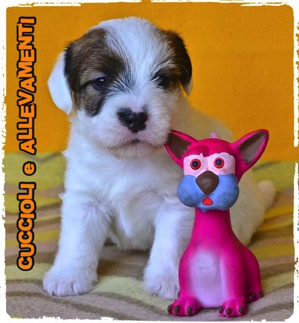 Jack Russell Cuccioli - Allevamento ric. Enci | Foto 4