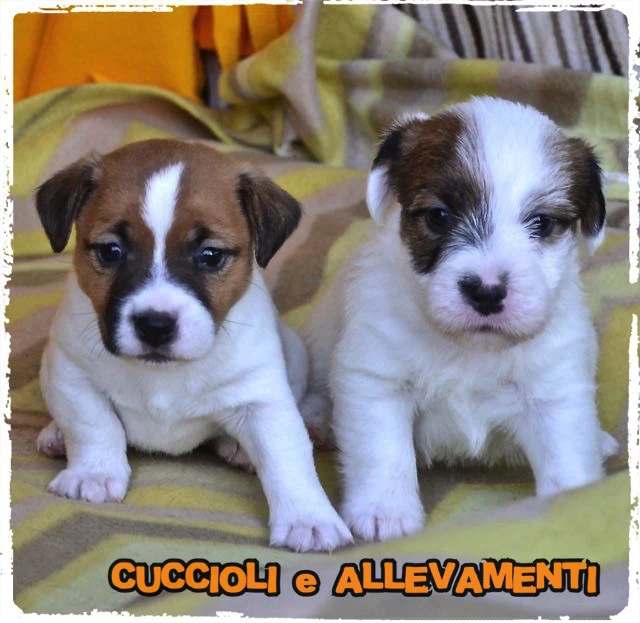 Jack Russell Cuccioli - Allevamento ric. Enci | Foto 3