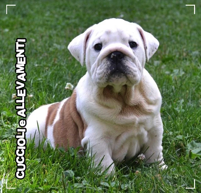 Bulldog Inglese Cuccioli - Allevamento Ric. Enci | Foto 5