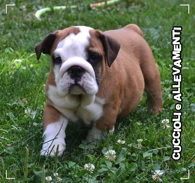 Bulldog Inglese Cuccioli - Allevamento Ric. Enci | Foto 3
