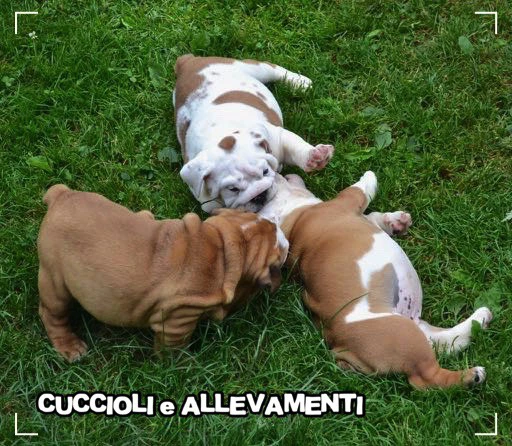 Bulldog Inglese Cuccioli - Allevamento Ric. Enci | Foto 5