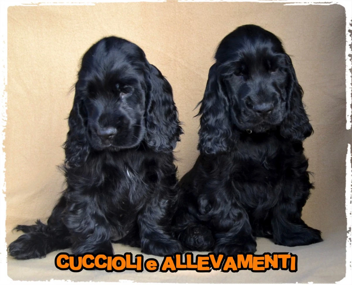 Cocker Spaniel Inglese Cuccioli | Foto 4