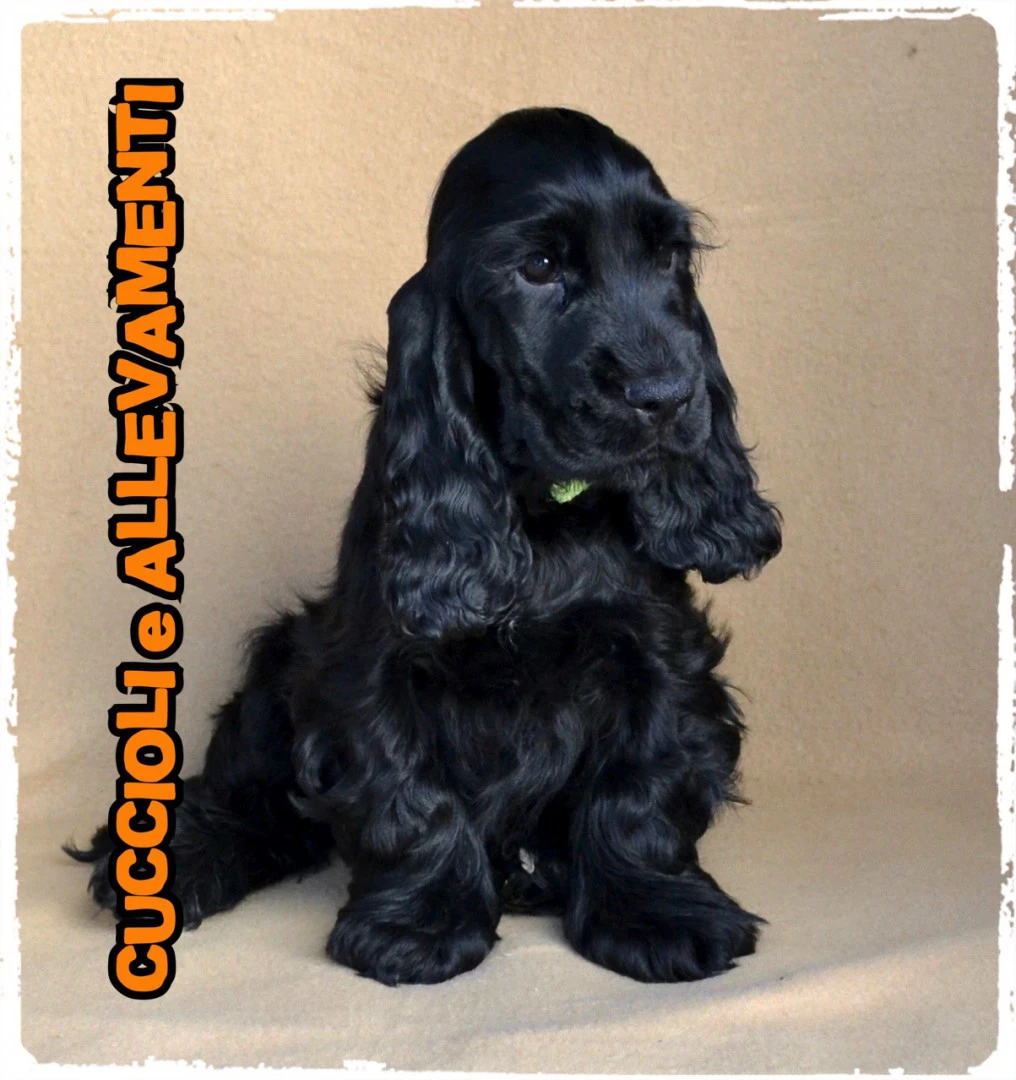 Cocker Spaniel Inglese Cuccioli | Foto 5