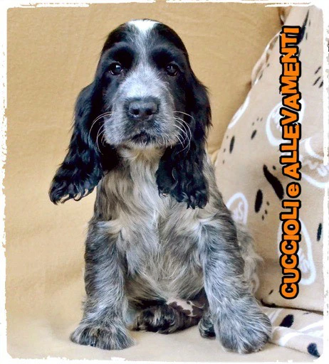 Cocker Spaniel Inglese Cuccioli | Foto 2