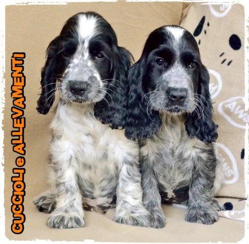 Cocker Spaniel Inglese Cuccioli | Foto 1