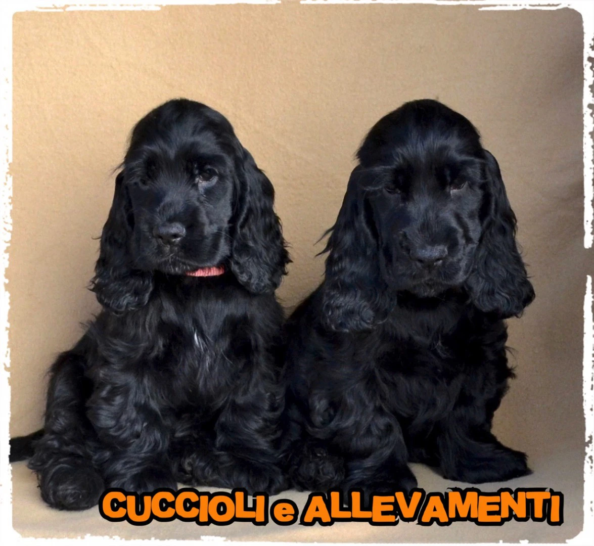 Cocker Spaniel Inglese Cuccioli | Foto 6