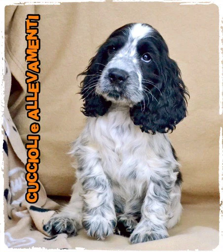 Cocker Spaniel Inglese Cuccioli | Foto 3