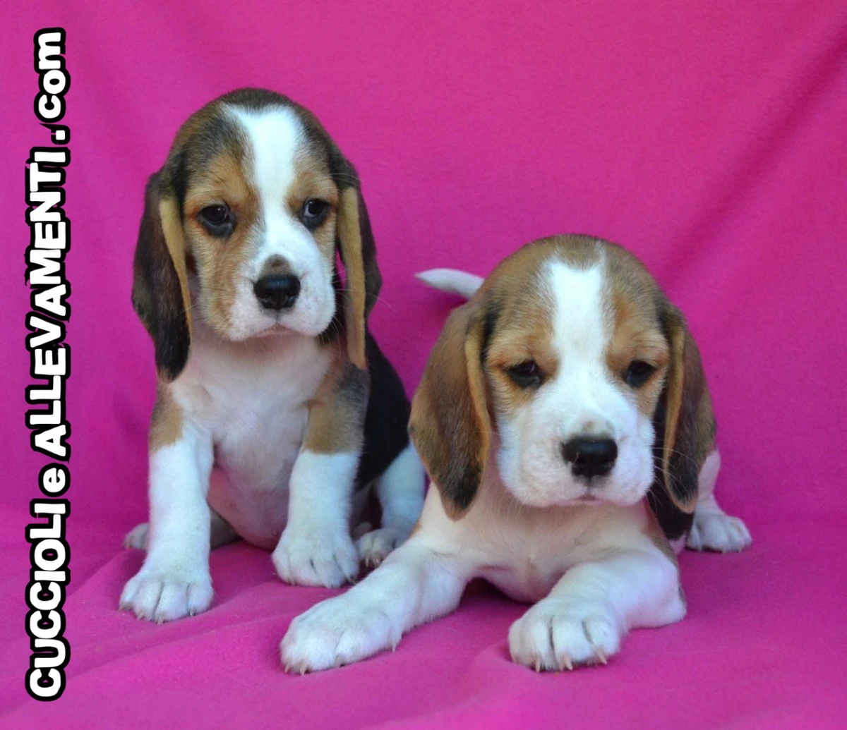 Beagle - Cuccioli Allevamento ric. Enci | Foto 1