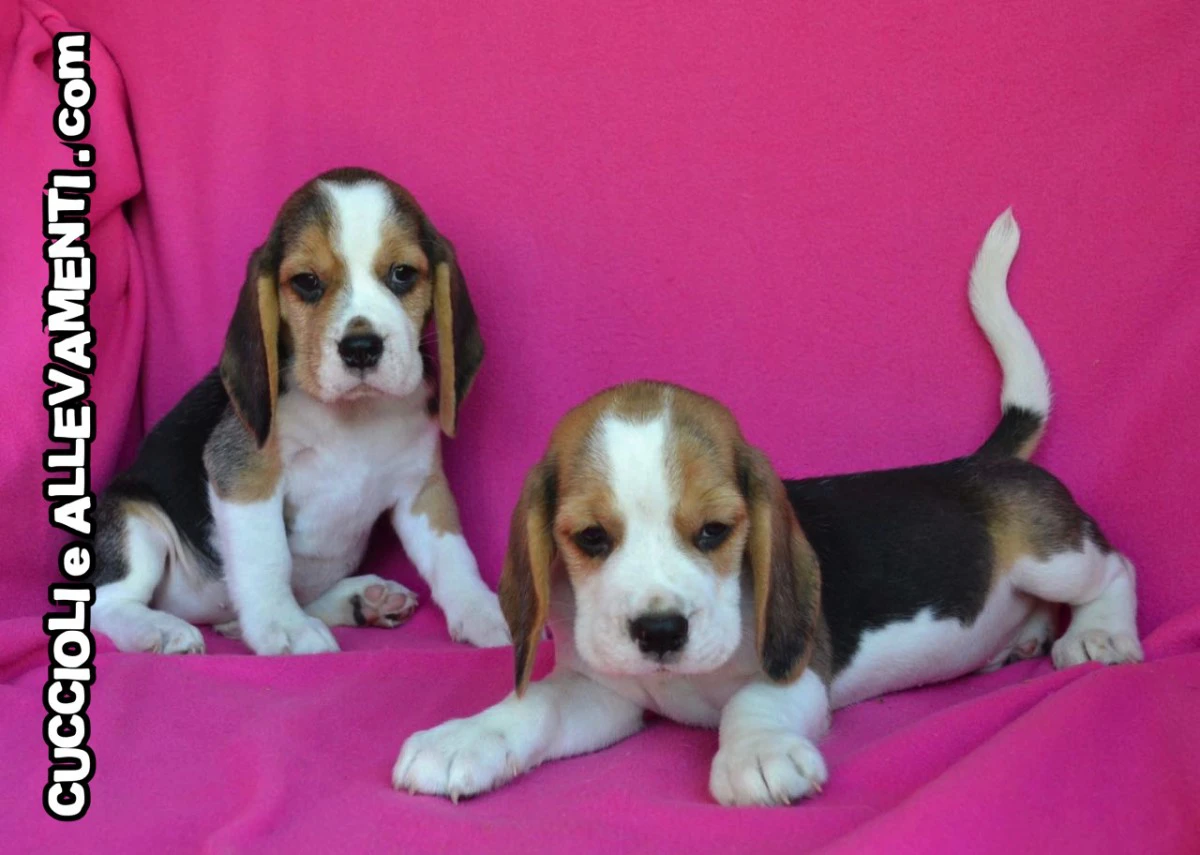 Beagle - Cuccioli Allevamento ric. Enci | Foto 2