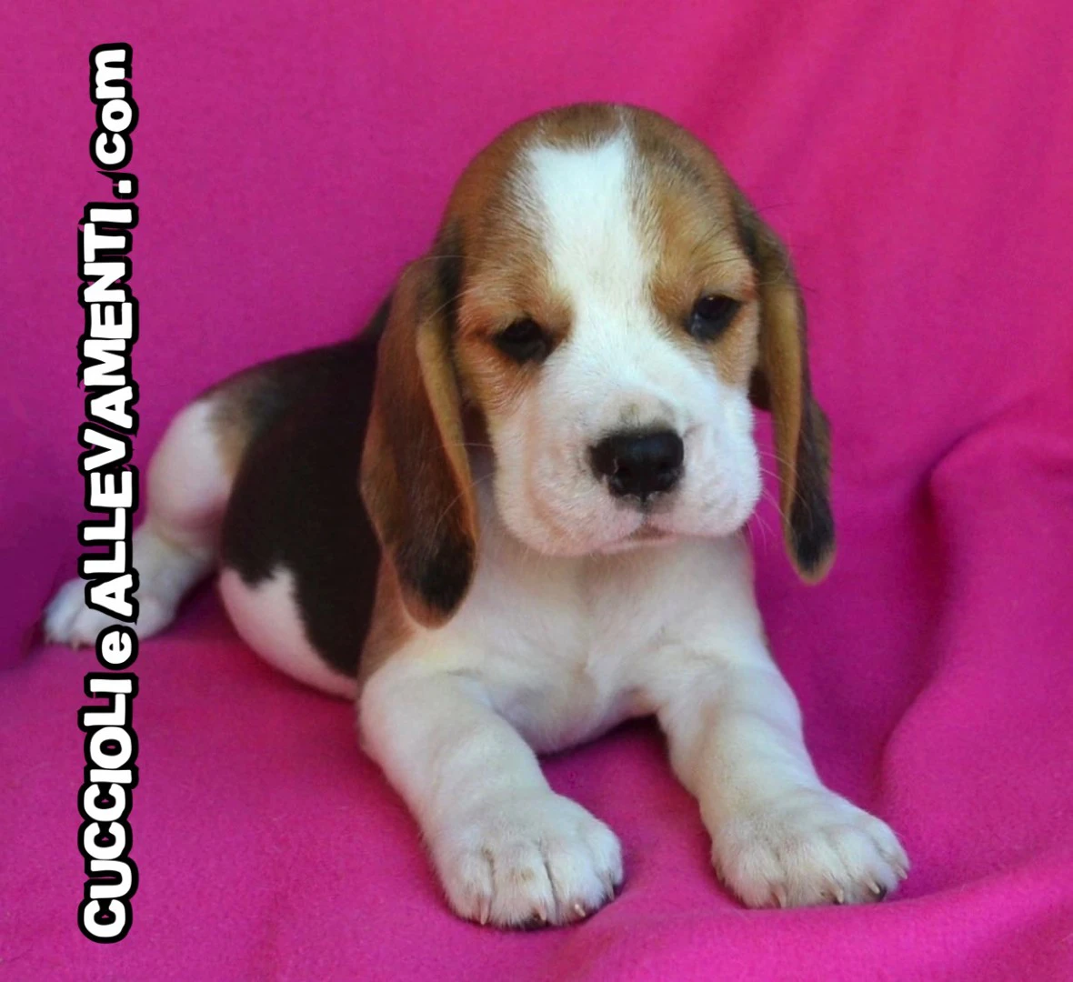 Beagle - Cuccioli Allevamento ric. Enci | Foto 4