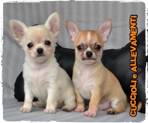 Chihuahua cuccioli - Allevamento ric. Enci | Foto 1