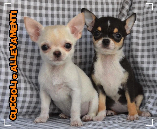 Chihuahua cuccioli - Allevamento ric. Enci | Foto 9