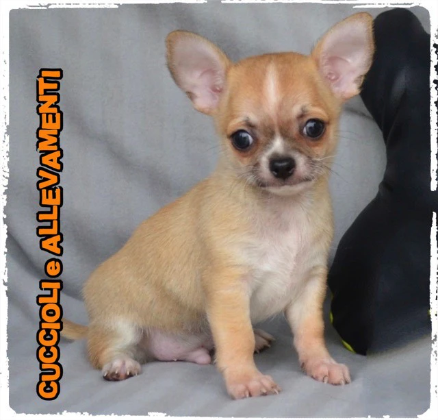 Chihuahua cuccioli - Allevamento ric. Enci | Foto 5