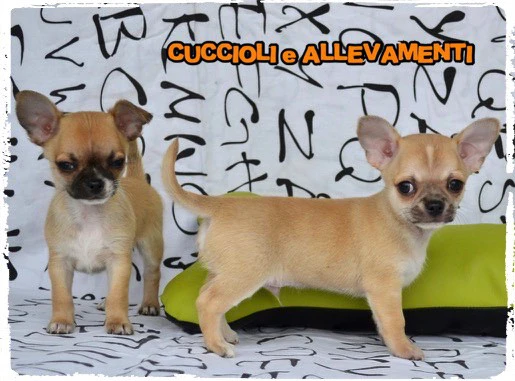 Chihuahua cuccioli - Allevamento ric. Enci | Foto 8