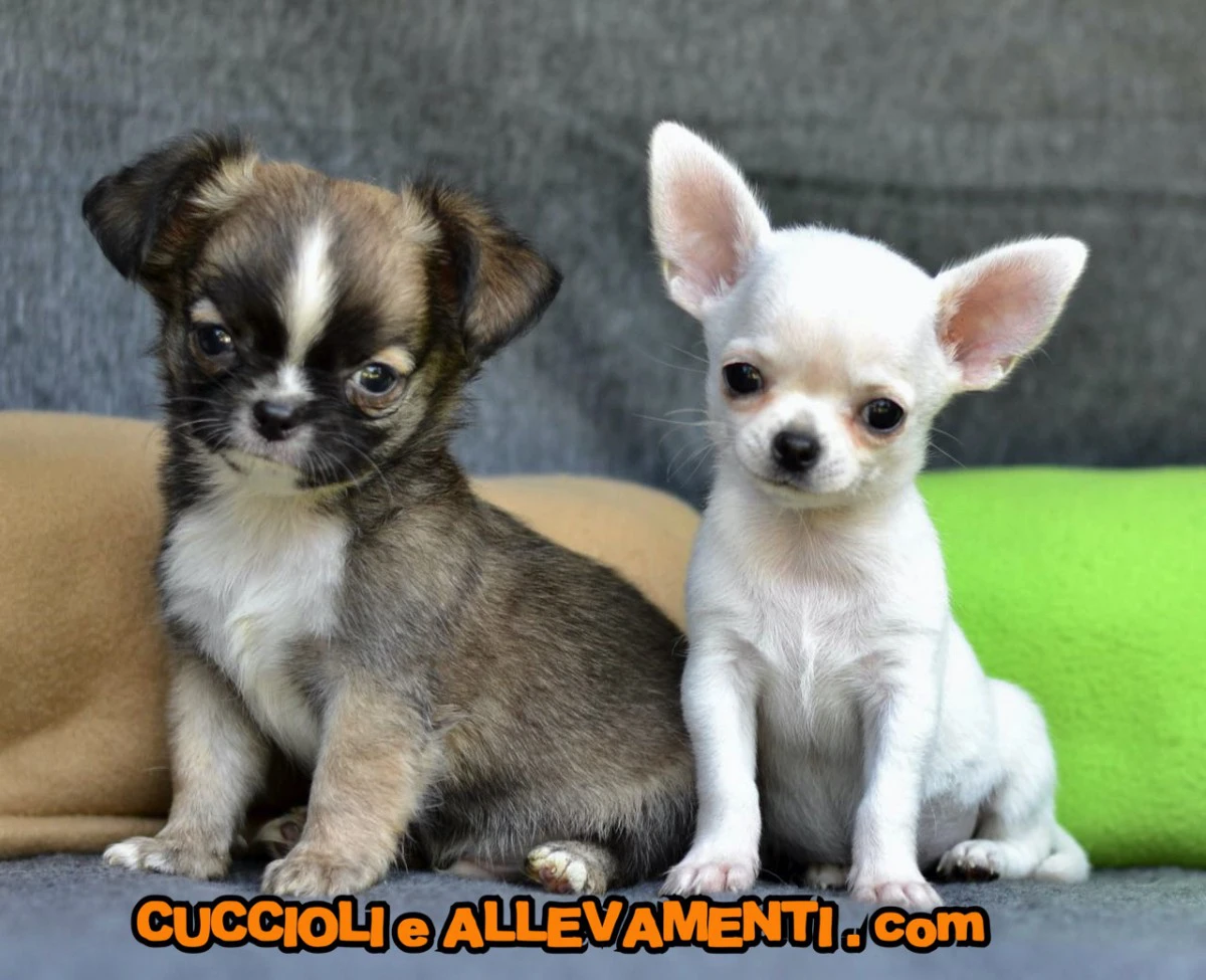 Chihuahua cuccioli - Allevamento ric. Enci | Foto 2
