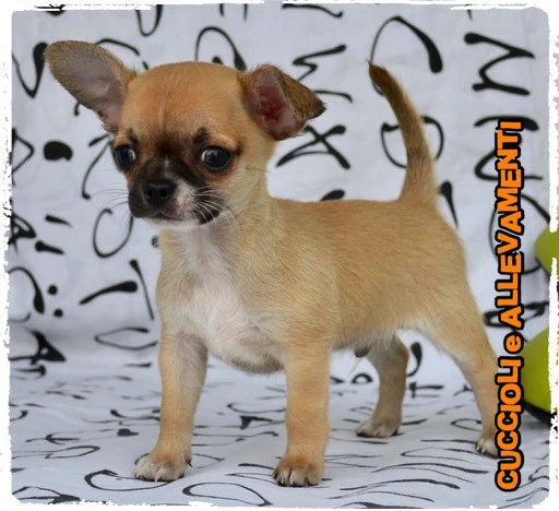 Chihuahua cuccioli - Allevamento ric. Enci | Foto 6