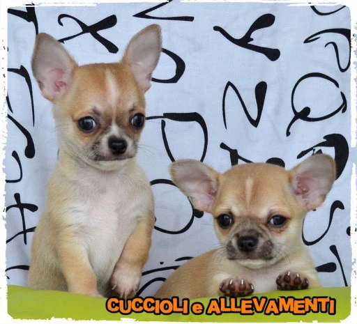 Chihuahua cuccioli - Allevamento ric. Enci | Foto 7